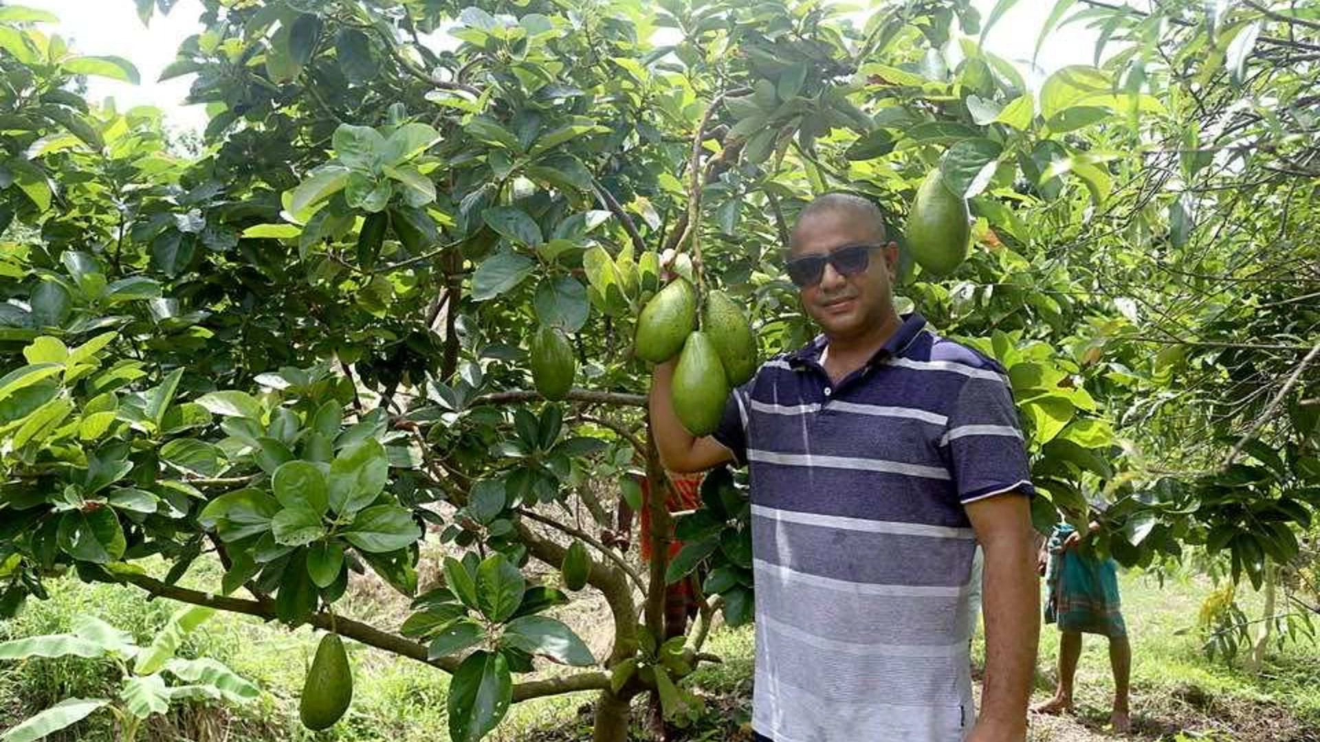 অ্যাভোকাডো চাষে বাজিমাত