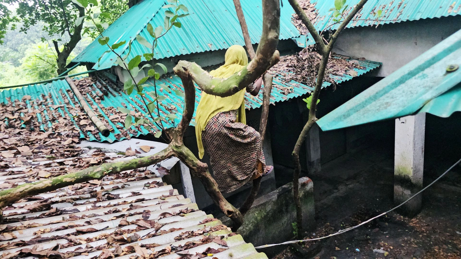মই-গাছ বেয়ে যেতে হয় গৃহে 