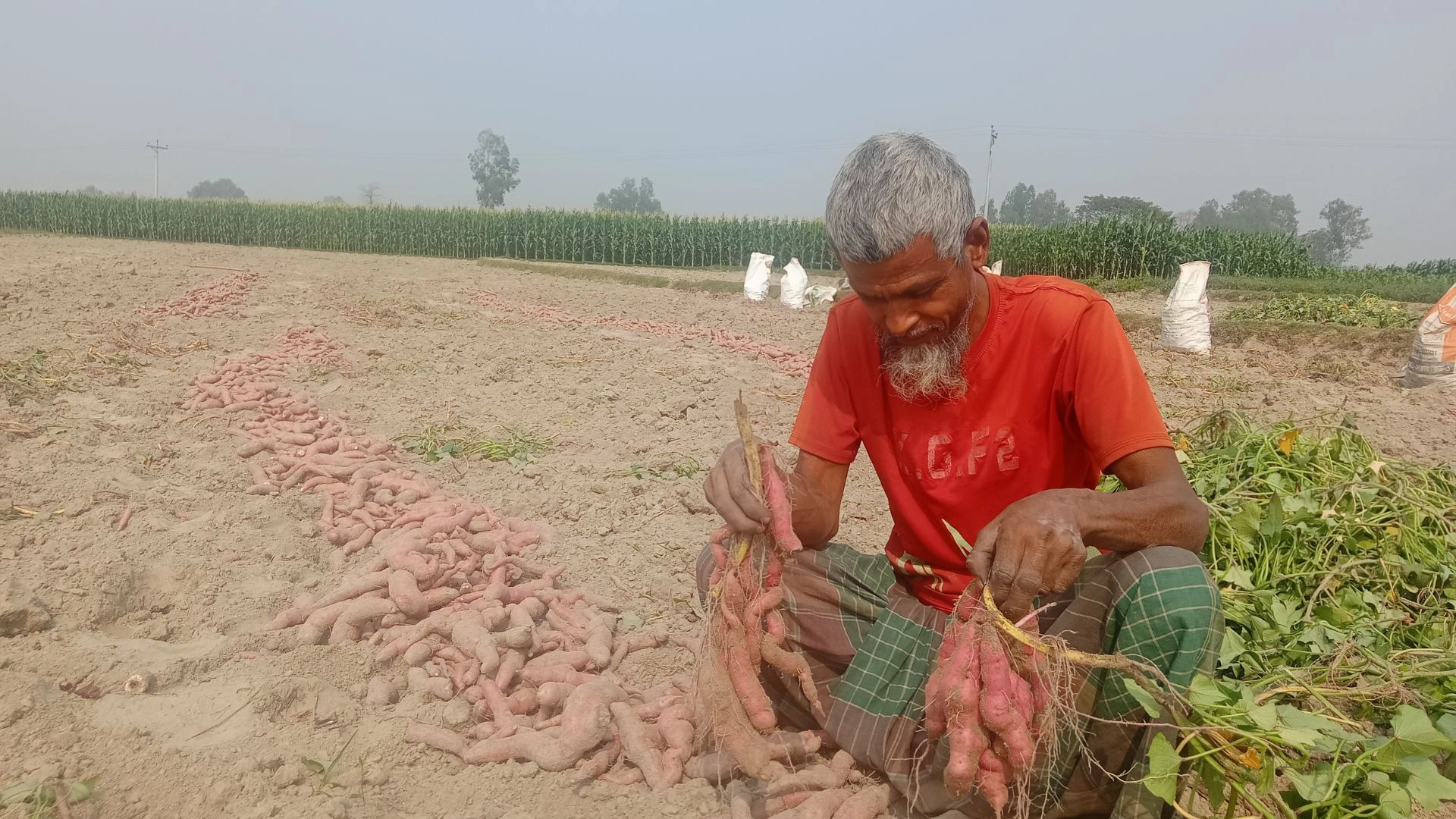 বালুচরে মিষ্টি আলু চাষে  কৃষকের মুখে হাসি