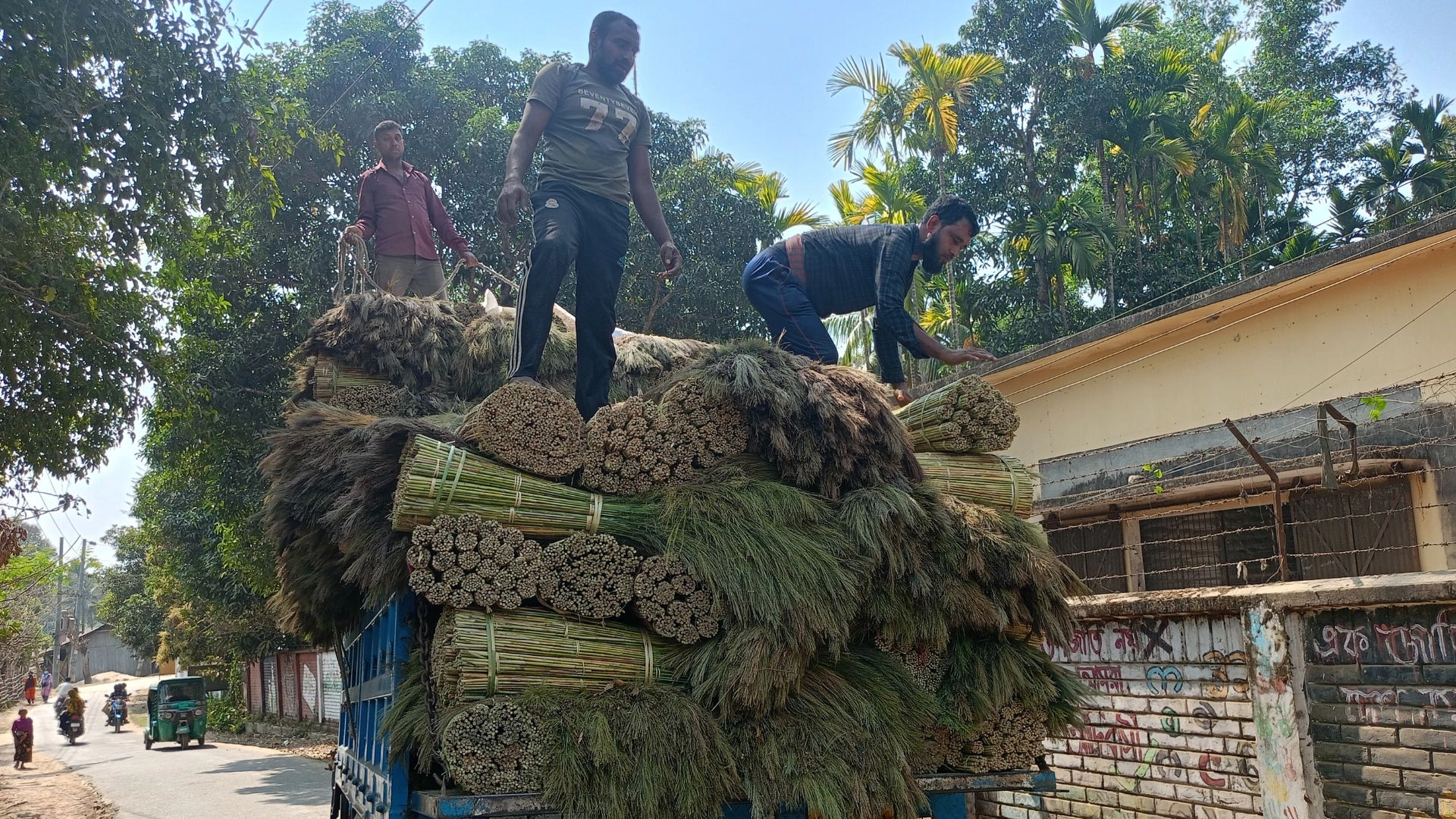 ঝাড়ু ফুলেই বদলে যাচ্ছে  পাহাড়ি অর্থনীতি