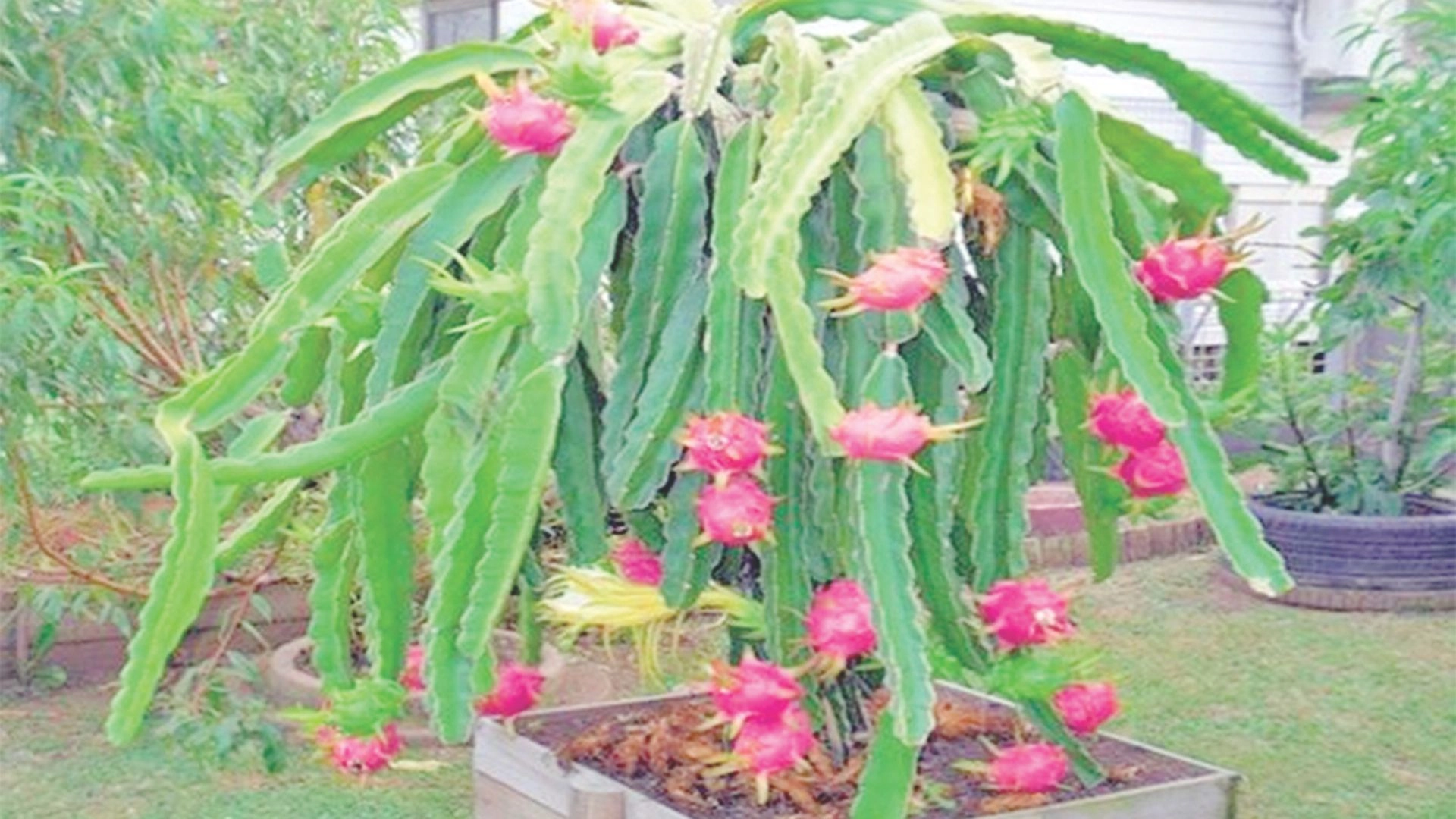 ছাদ বাগানে ড্রাগন  ফল চাষ পদ্ধতি