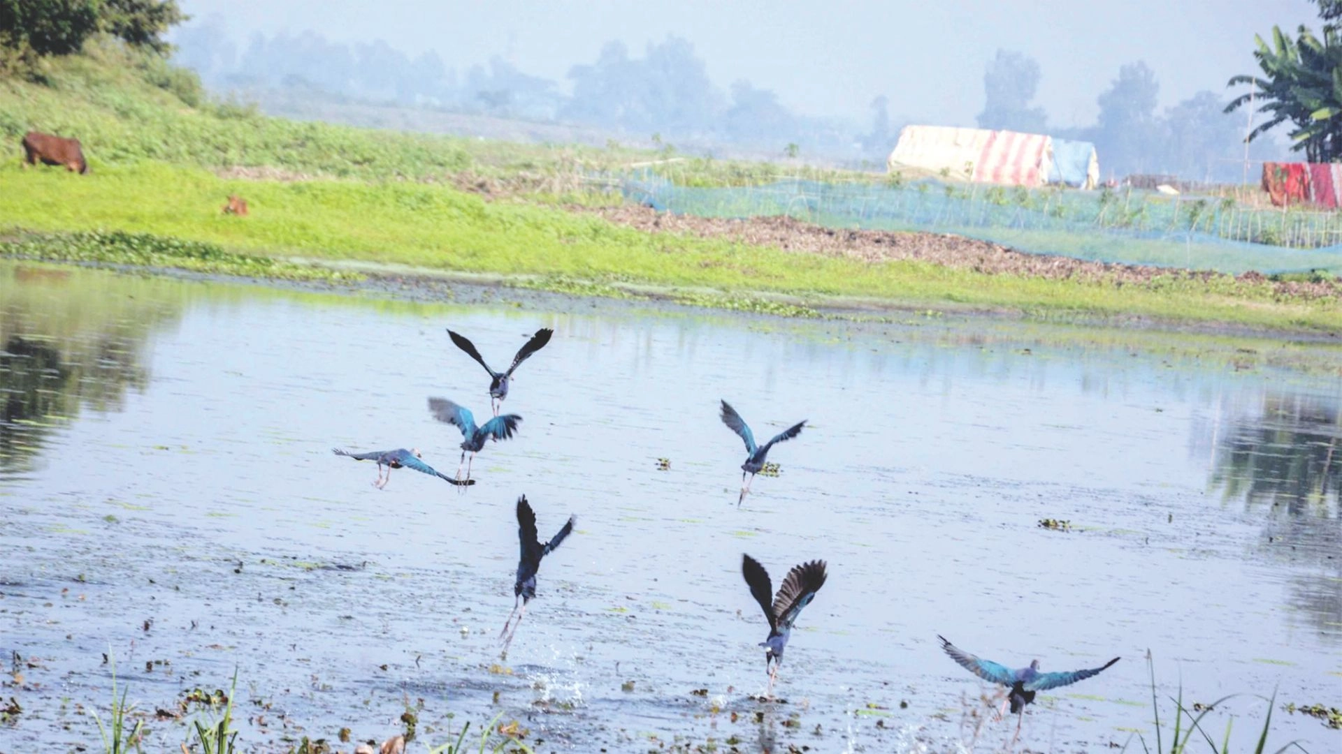 মন হারাবে পাখির রাজ্যে