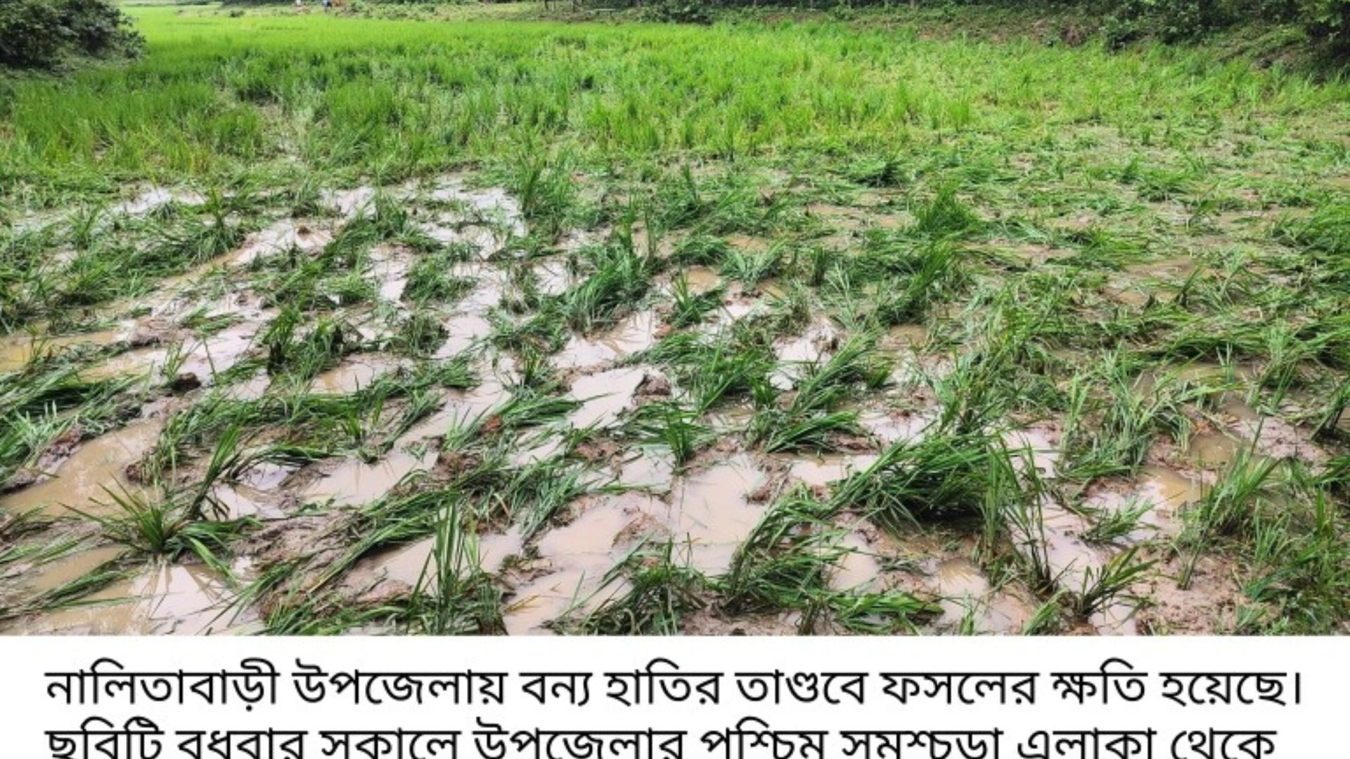 থামছে না বন্য হাতির তাণ্ডব,  দুশ্চিন্তায় ক্ষতিগ্রস্ত কৃষকেরা