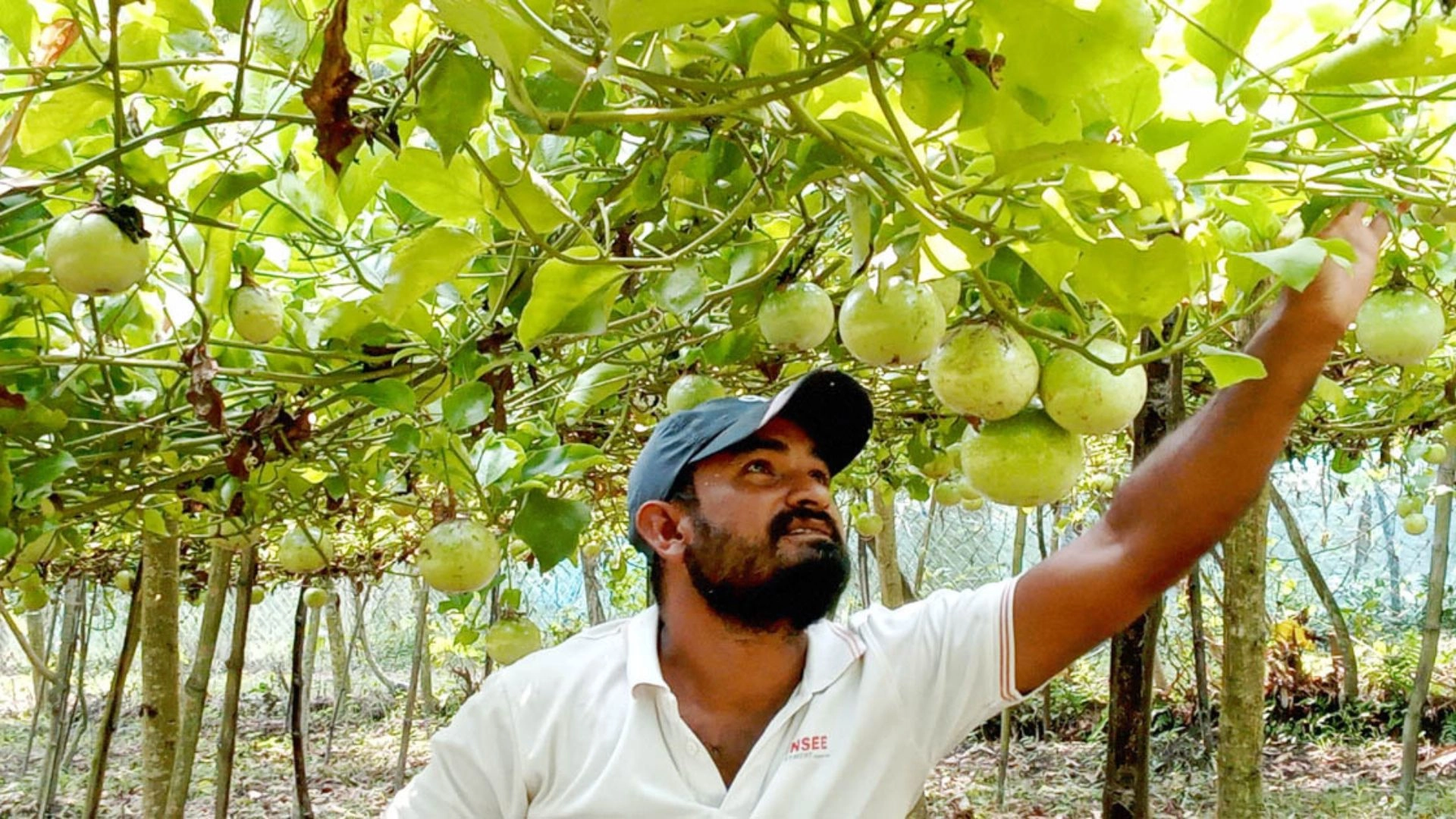 বাণিজ্যিকভাবে চাষ হচ্ছে  বিদেশি ফল ‘প্যাশন’