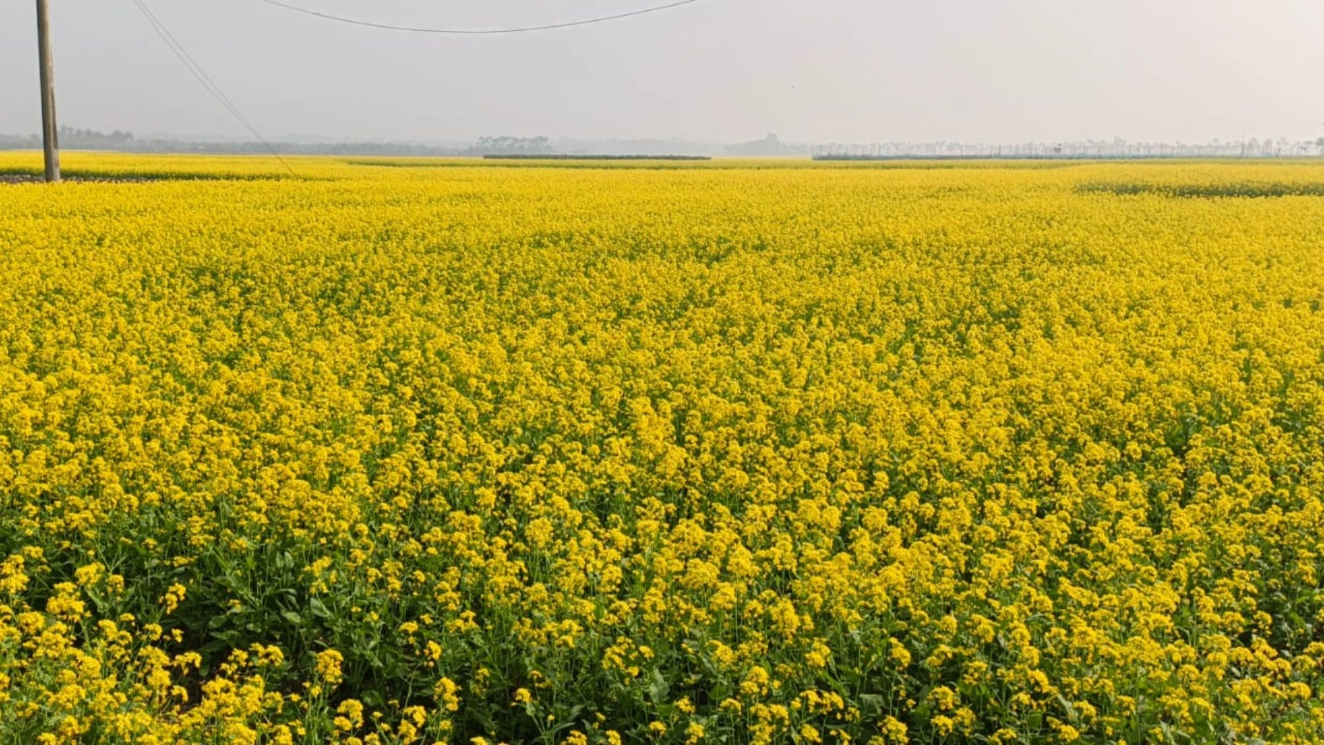 সরিষার হলুদ ফুলে দুলছে কৃষকের স্বপ্ন