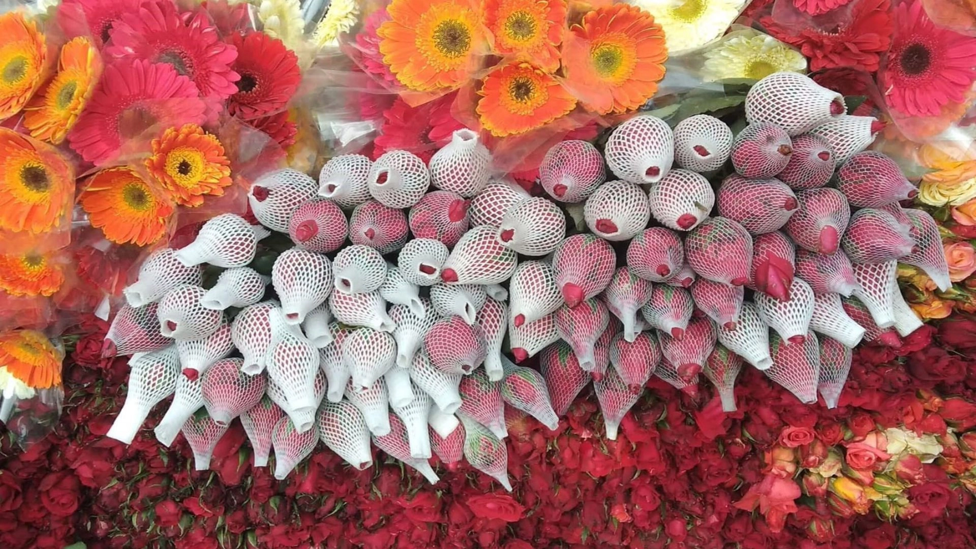 ফুলে ফুলে রঙিন গদখালী