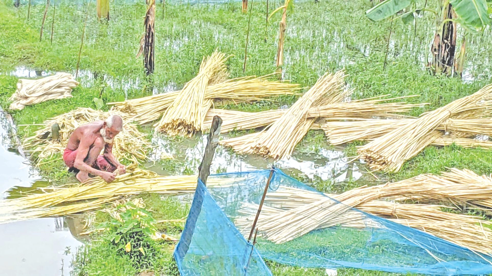 পাটের দামে  খুশি কৃষক