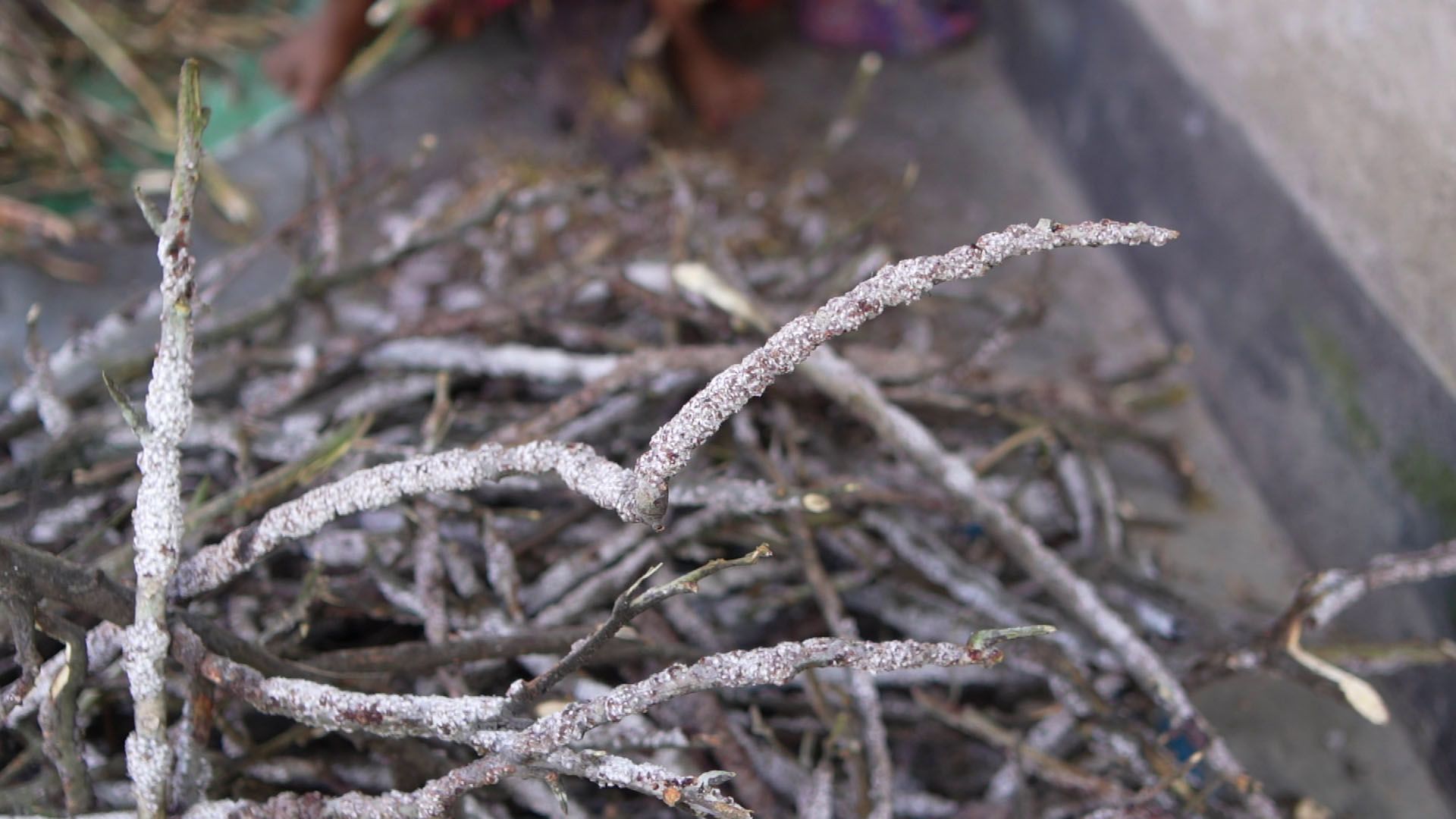 ‘ভাইরাস’ বিক্রি করে চলে সংসার