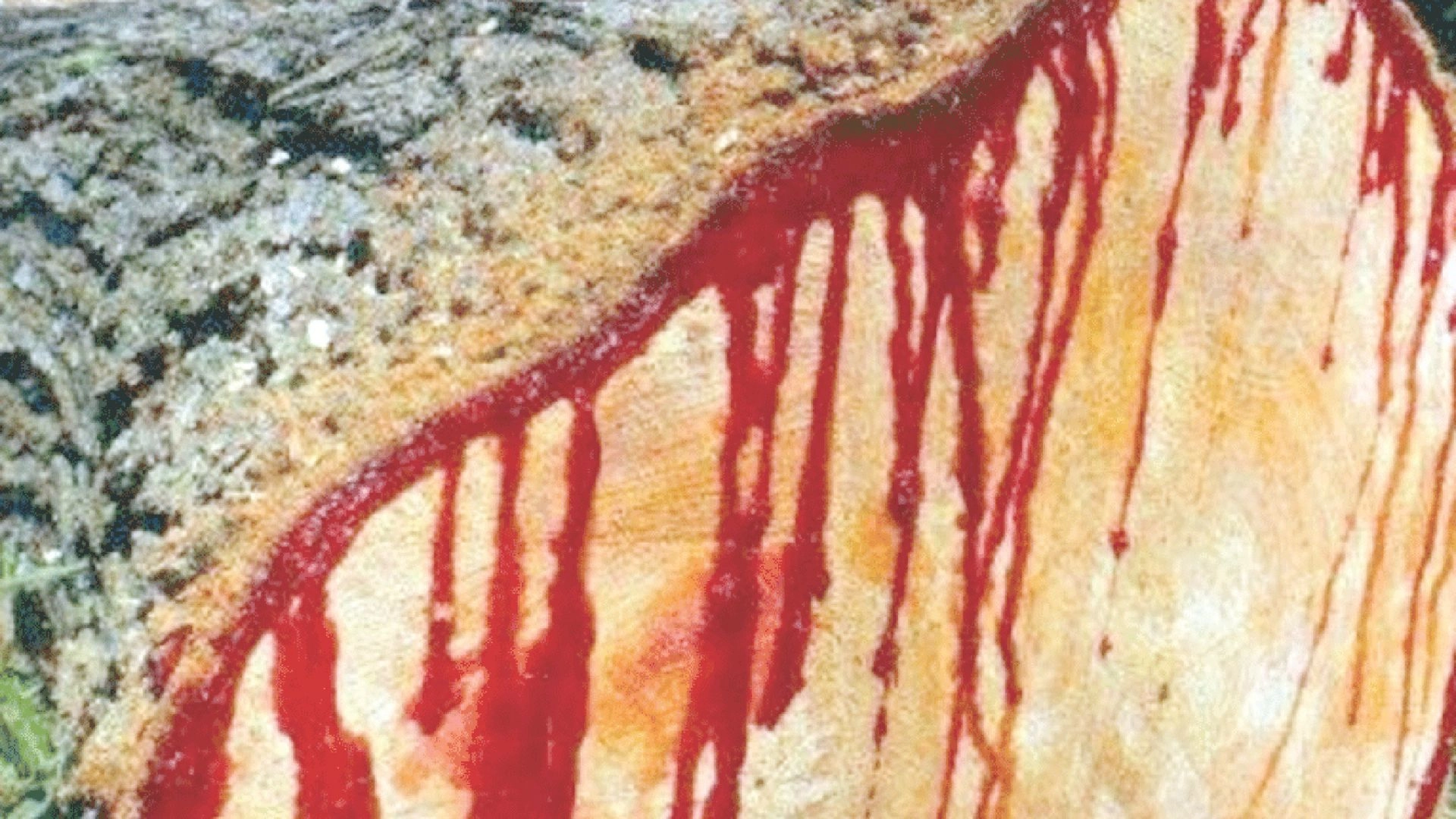 গাছ কাটলেই বের হয় রক্ত