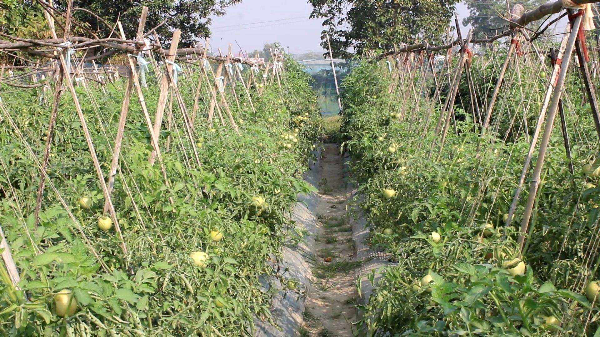 আধুনিক প্রযুক্তিতে টমেটো  চাষে রেকর্ড ফলন