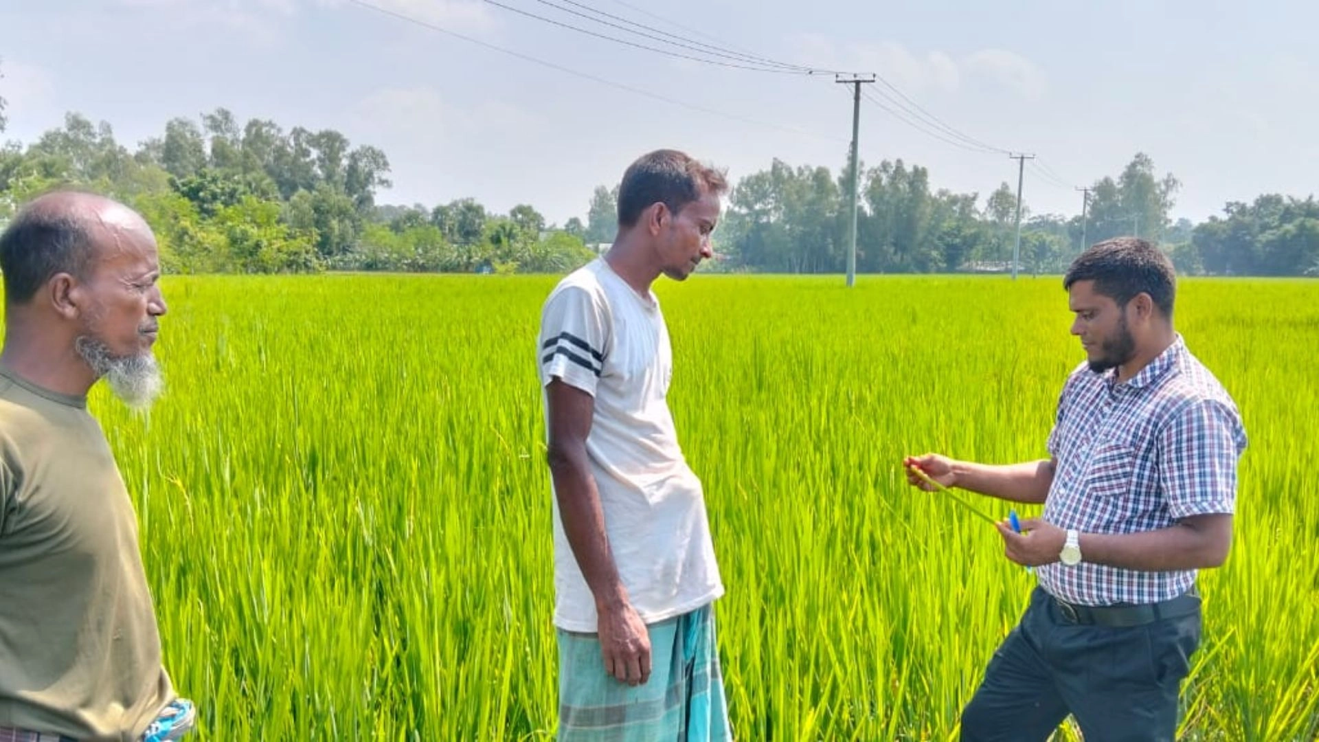 বাতাসে দুলছে কৃষকের স্বপ্ন