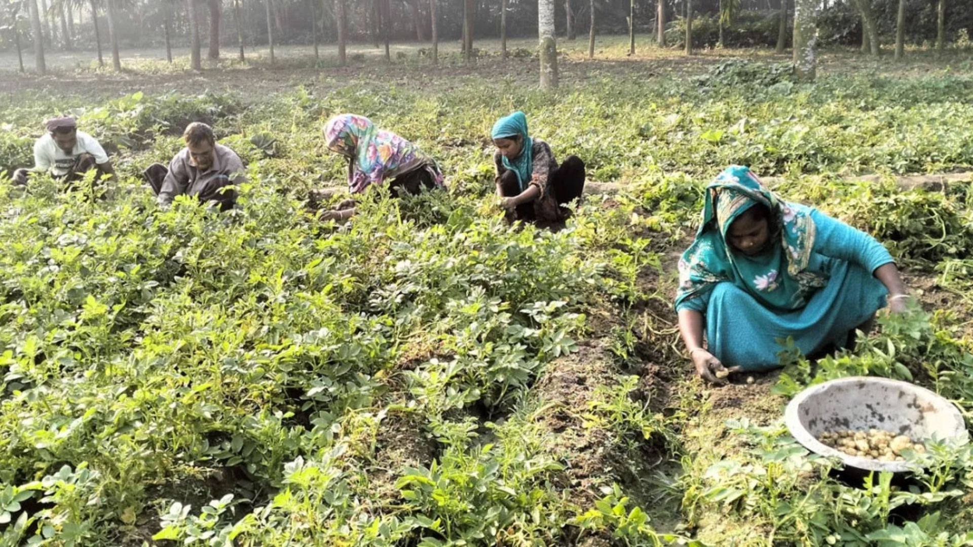 আগাম আলুতেই ভরসা কৃষকদের