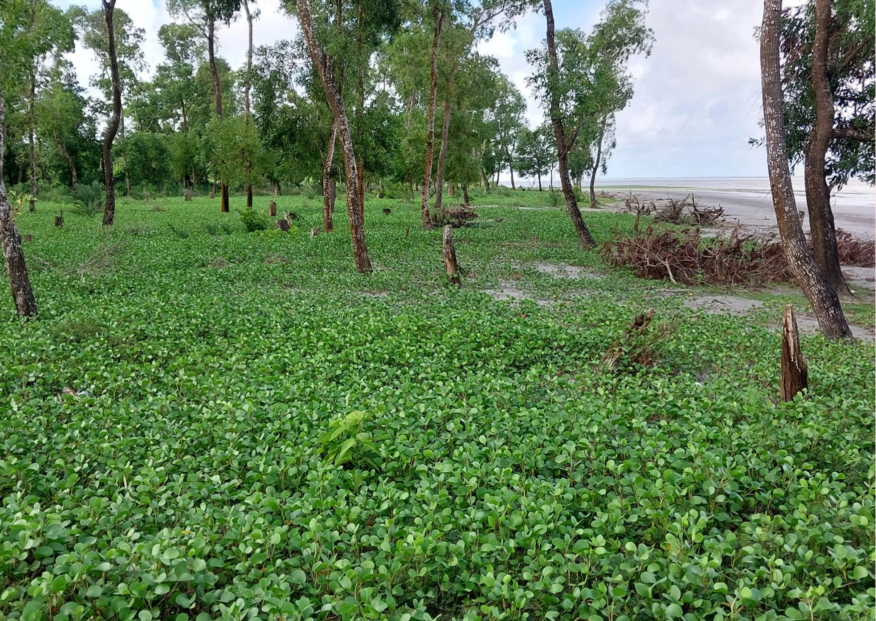 সাগরলতা সৈকতে  সৌন্দর্যের সবুজ কার্পেট