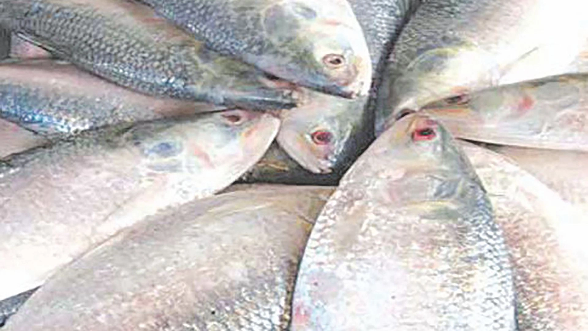 ইলিশ রপ্তানি নিয়ে শঙ্কা