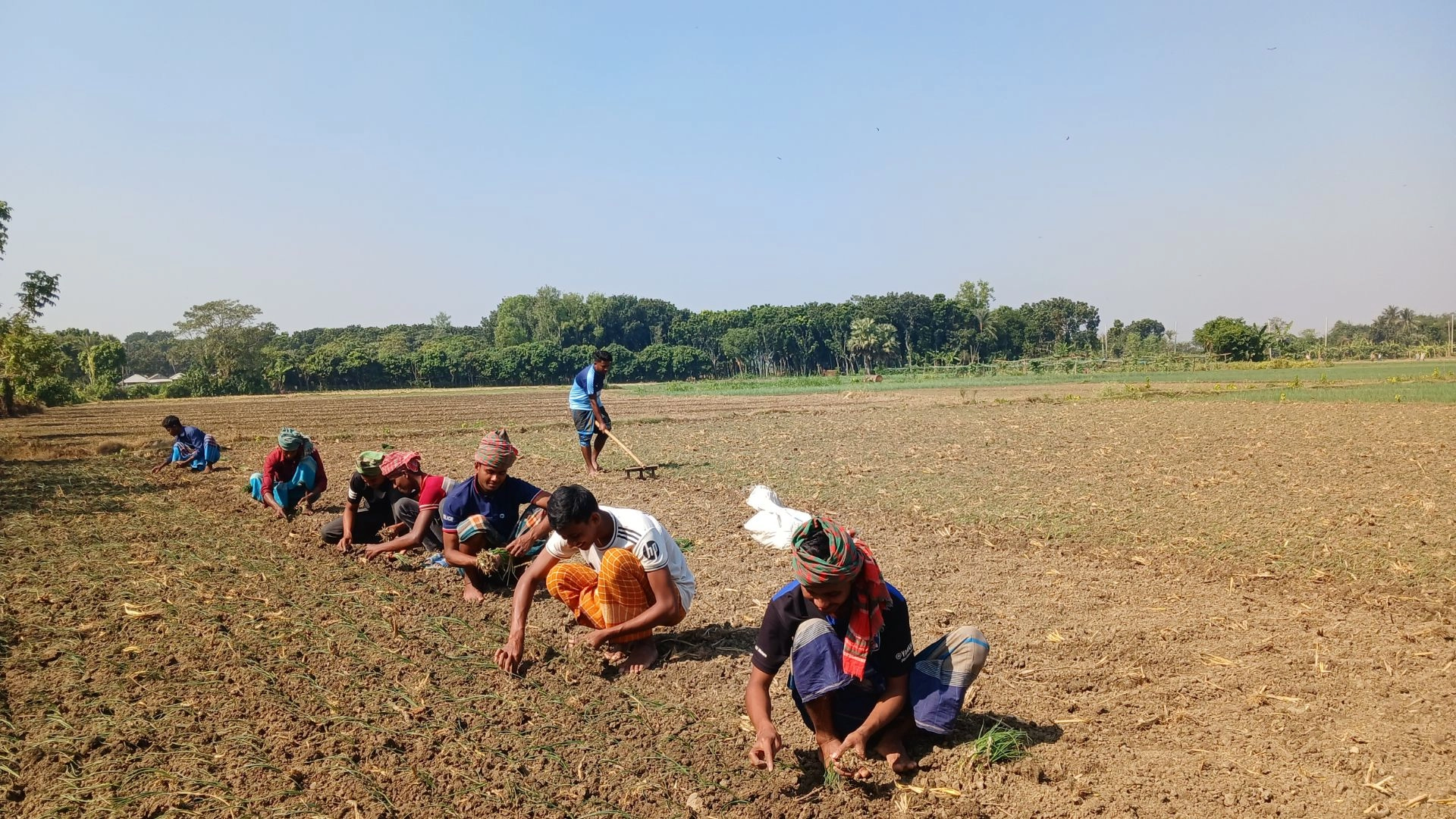 পেঁয়াজ রোপণের ভরা  মৌসুমে শ্রমিক সংকট