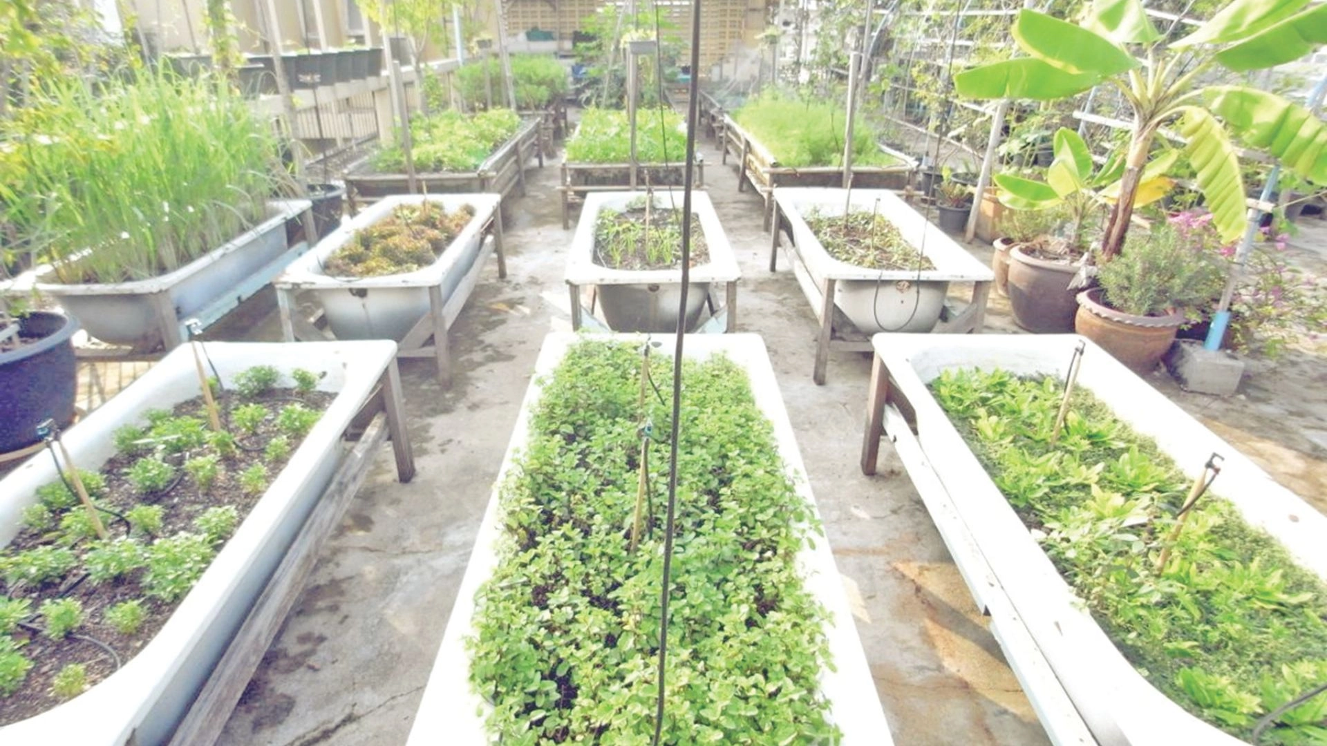 শীতে ছাদবাগানে  সবজি চাষ