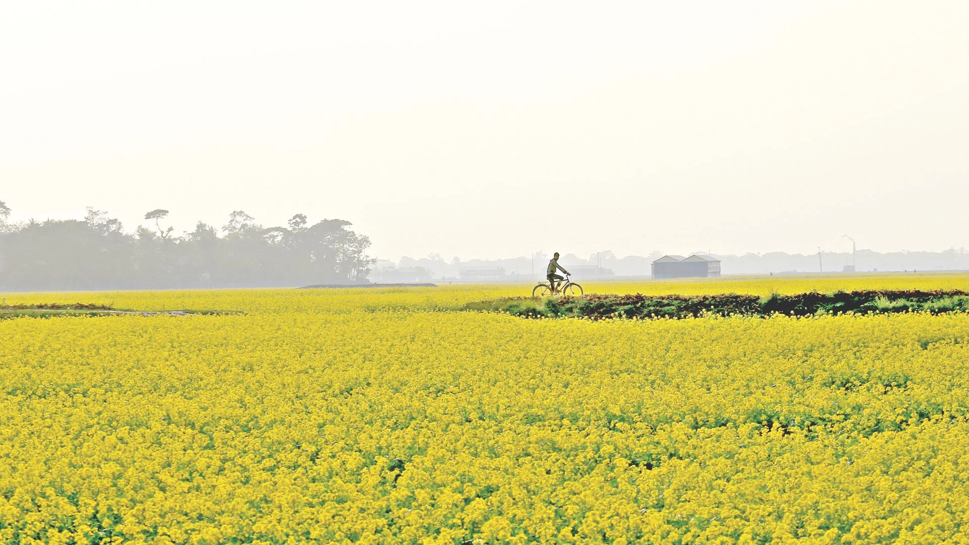 হলুদ রঙে রাঙা ভুবন