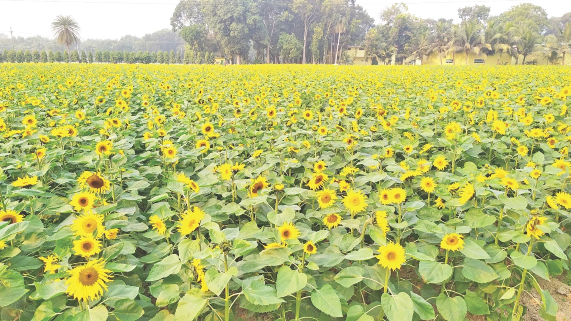 সূর্যমুখী চাষে বাণিজ্যিক সম্ভাবনা