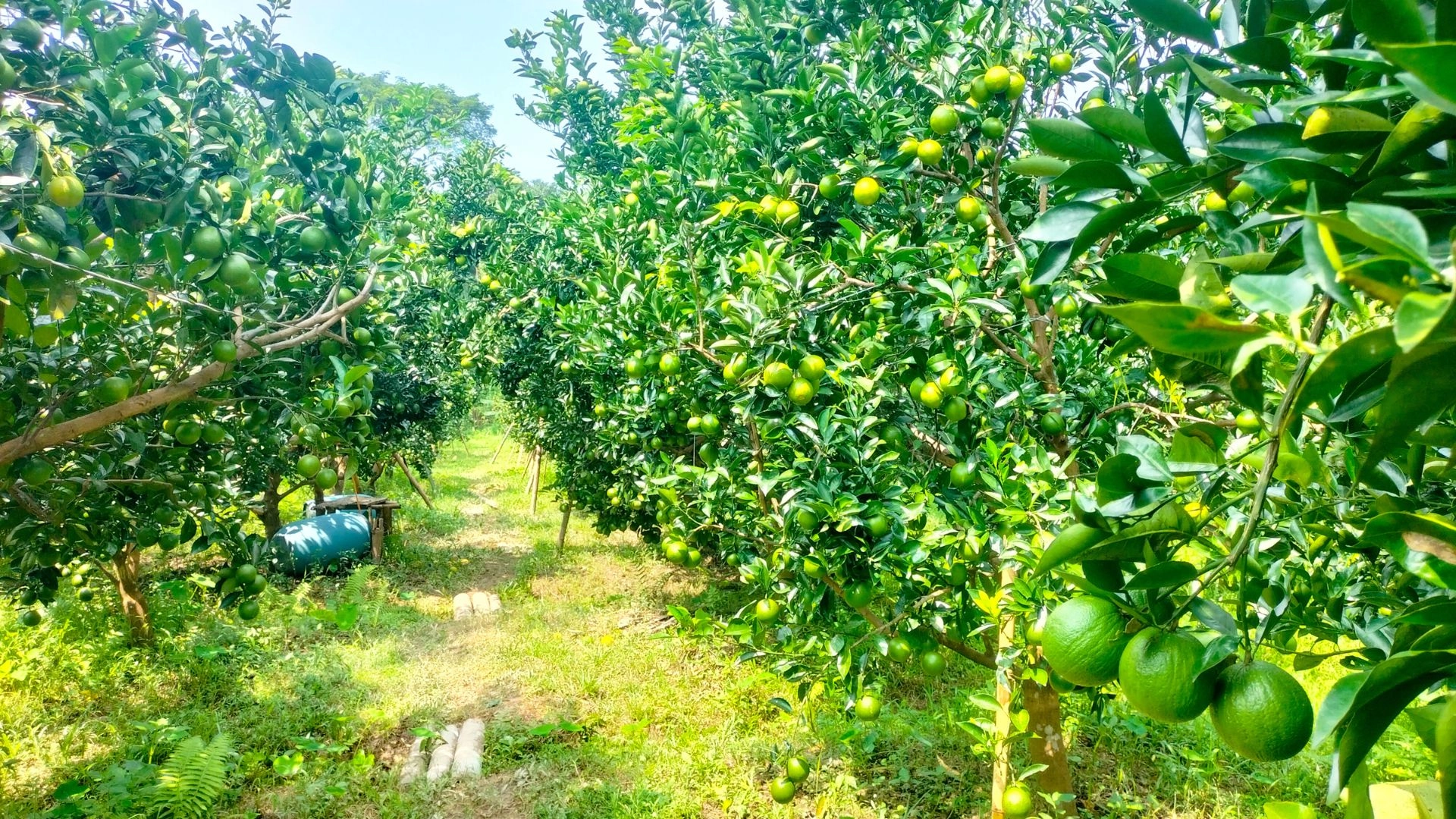 সবুজ মাল্টা চাষে ভাগ্য বদল  জকিগঞ্জের চাষিদের