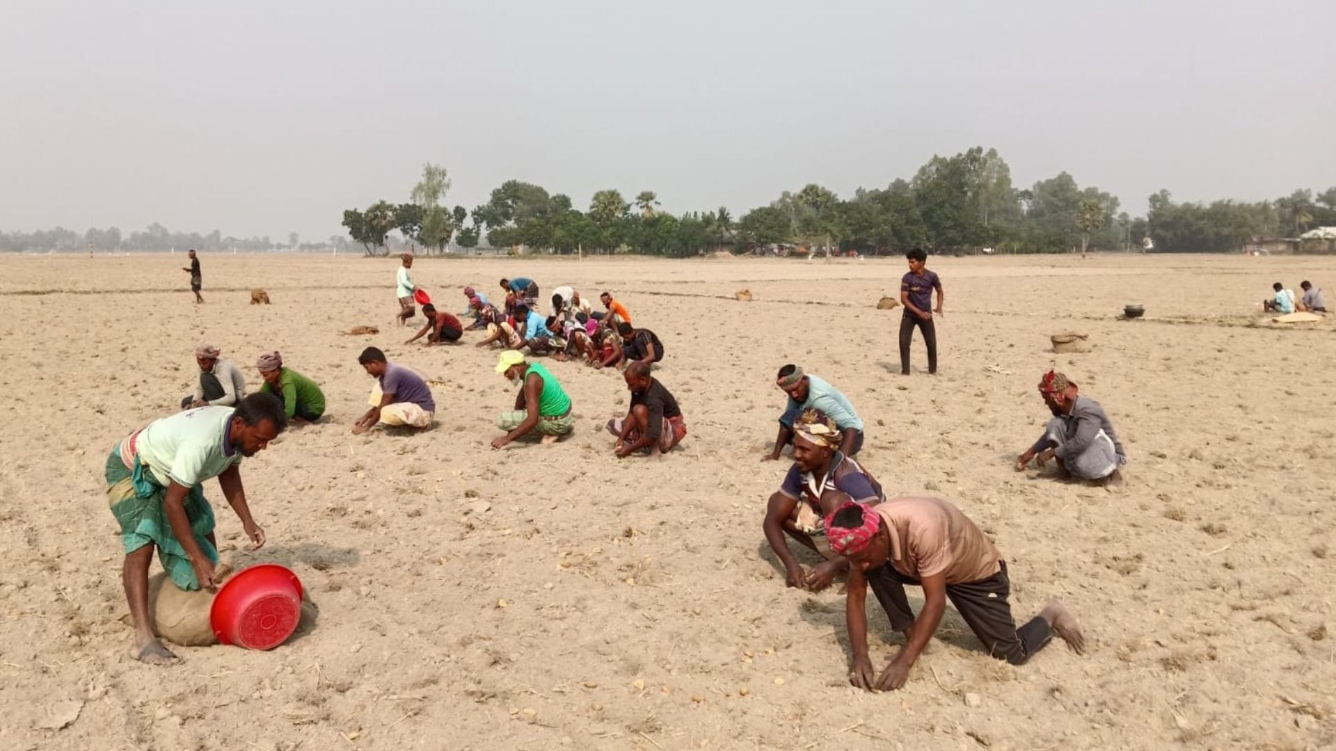 লোকসানের বোঝা মাথায়  নিয়ে চলছে আলু চাষ