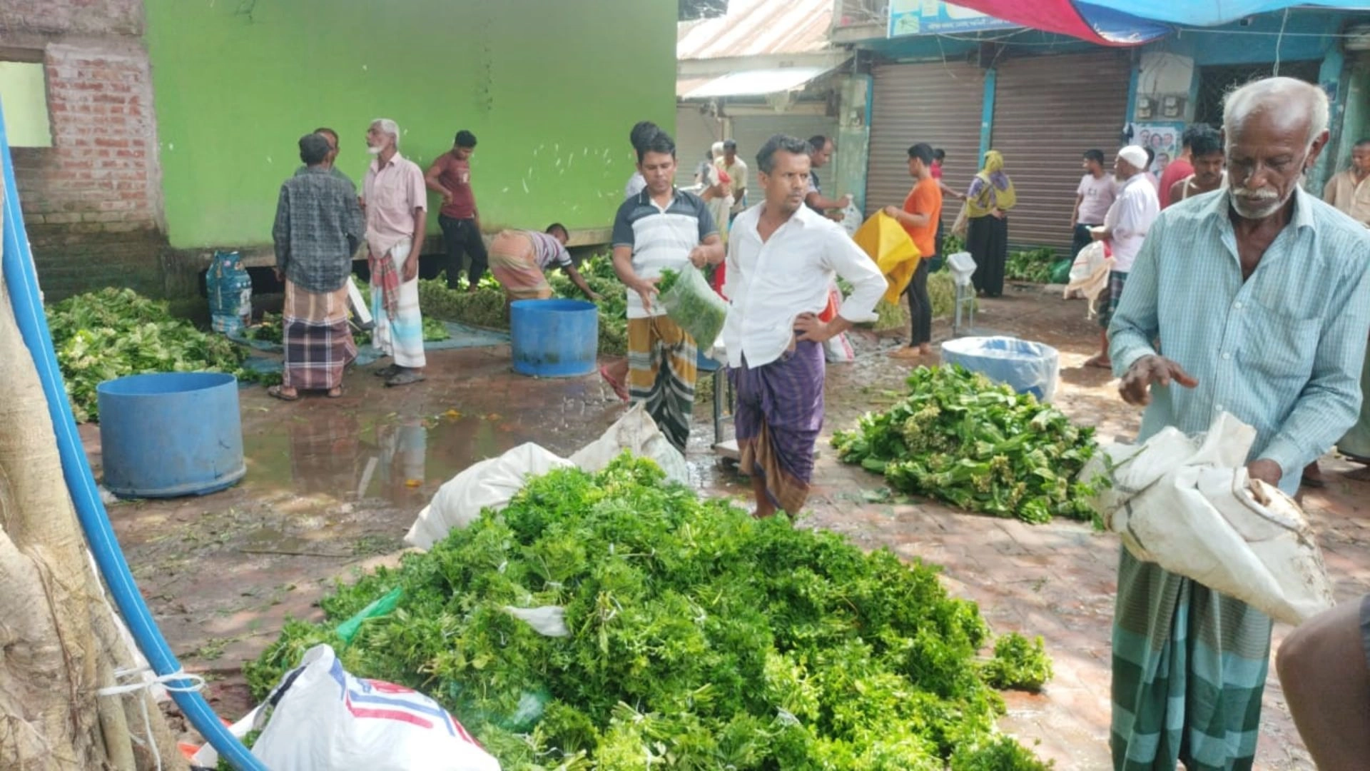 বেলাবোর বটেশ্বর বাজারে  ধনেপাতার জমজমাট হাট