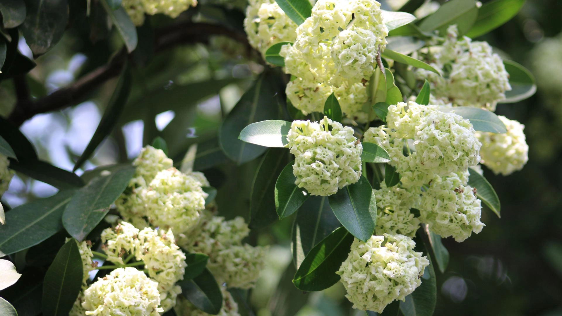 ছাতিম ফুলের সুবাসে  স্নিগ্ধ গ্রামীণ প্রকৃতি