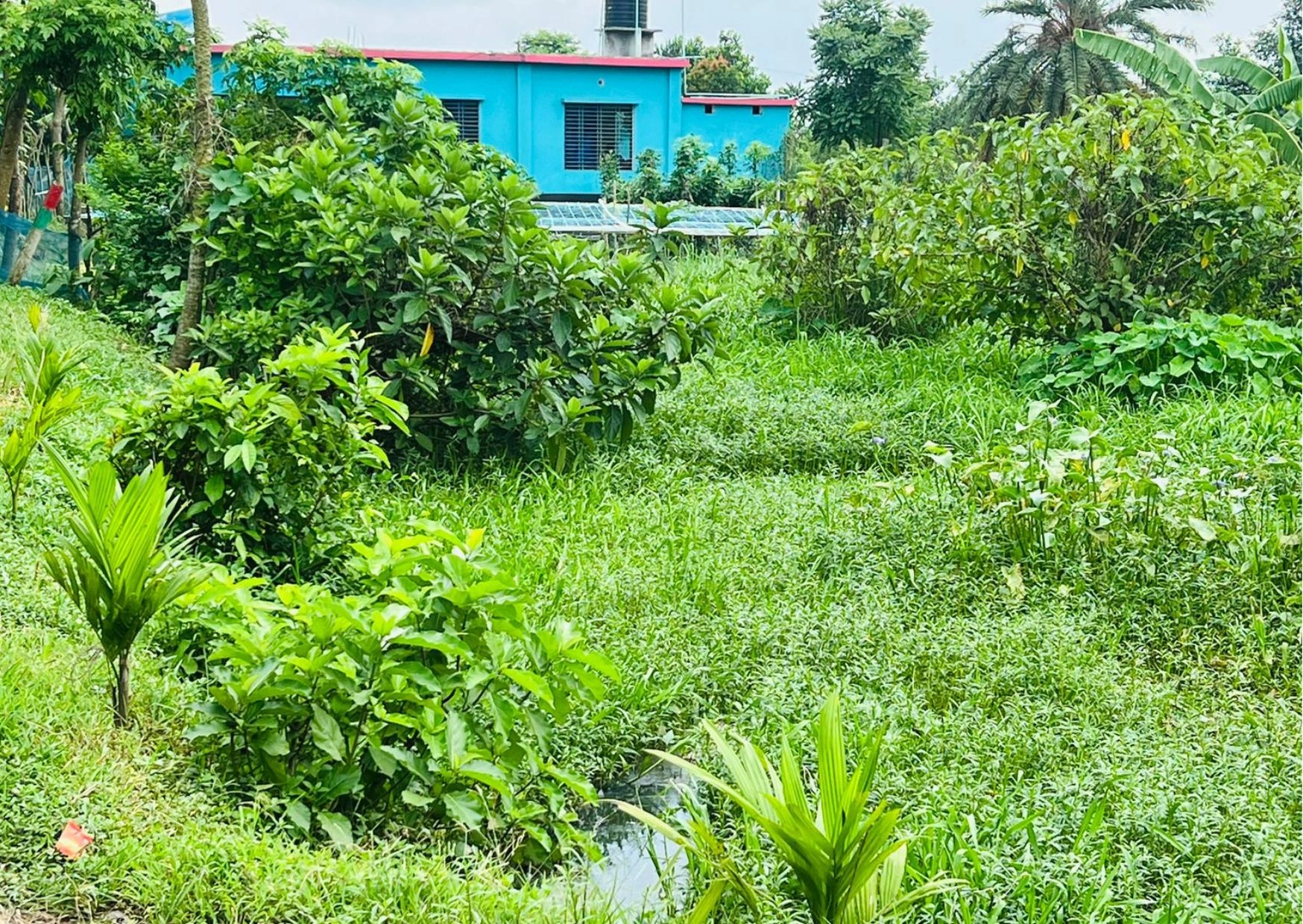 আটকে যাচ্ছে পানির স্বাভাবিক চলাচল, সৃষ্টি হচ্ছে জলাবদ্ধতা
