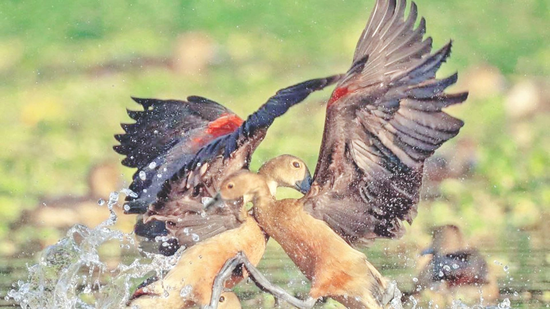 অতিথি পাখির আগমন  হ্রাসের বড় কারণ