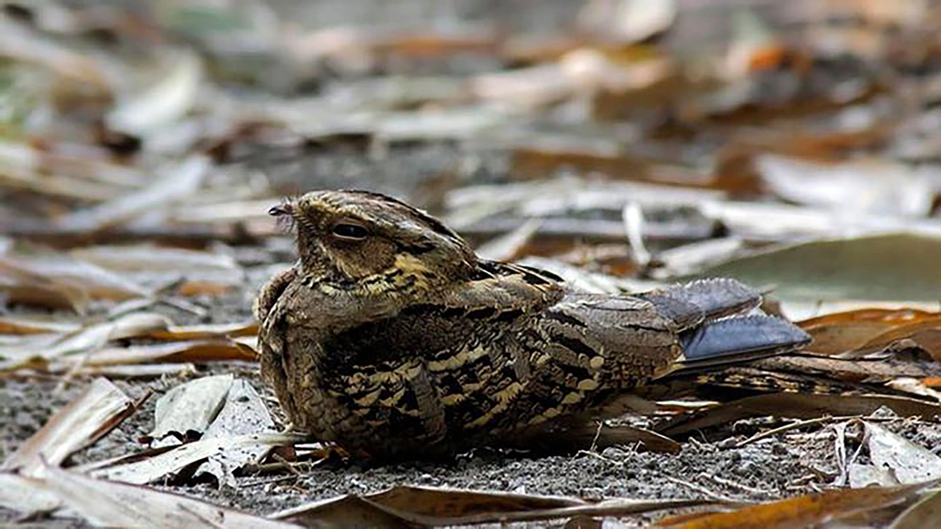 অদ্ভুত পাখি রাতচরা
