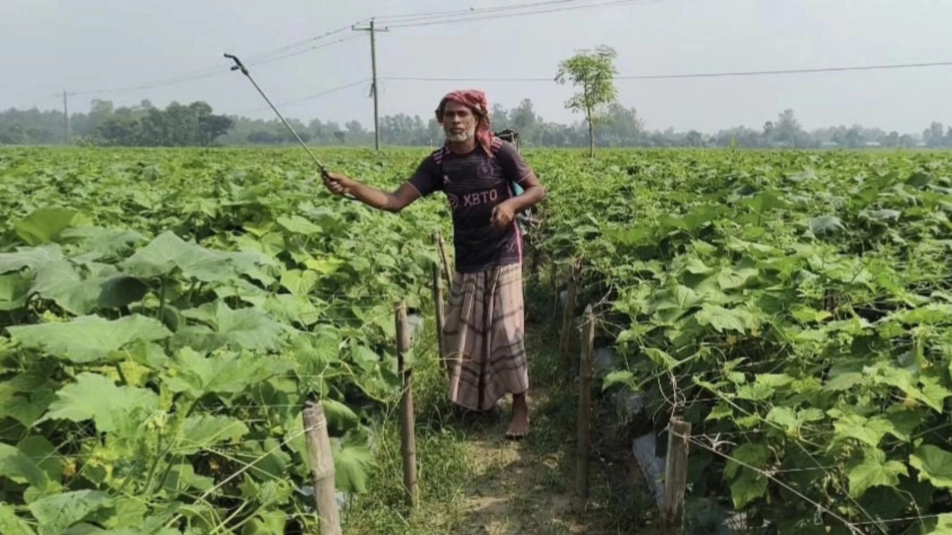 আগাম শীতকালীন সবজি  চাষে ব্যস্ত কৃষকেরা