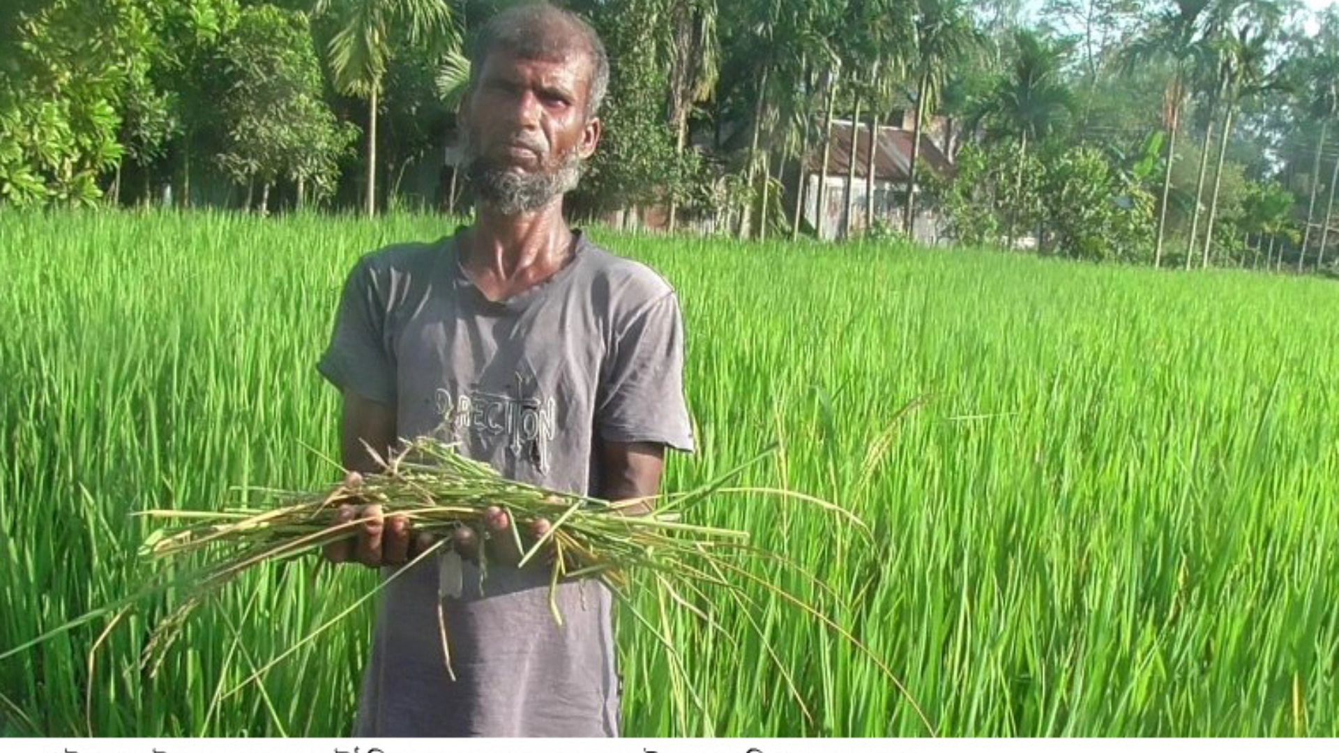 ধানখেতে ইঁদুরের রাজত্ব!