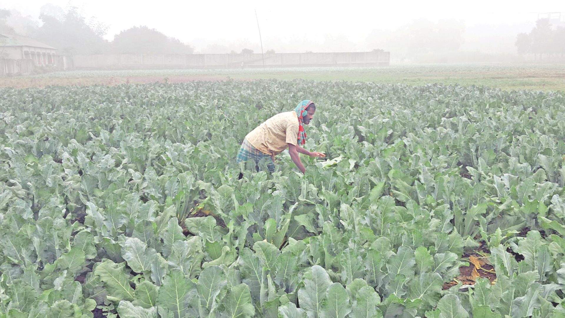 চাষ করুন শাক-সবজি