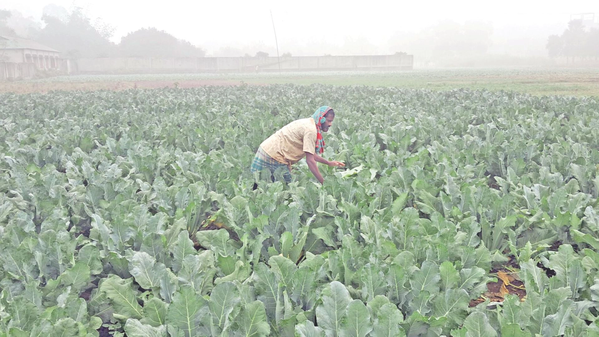 চাষ করুন শাক-সবজি