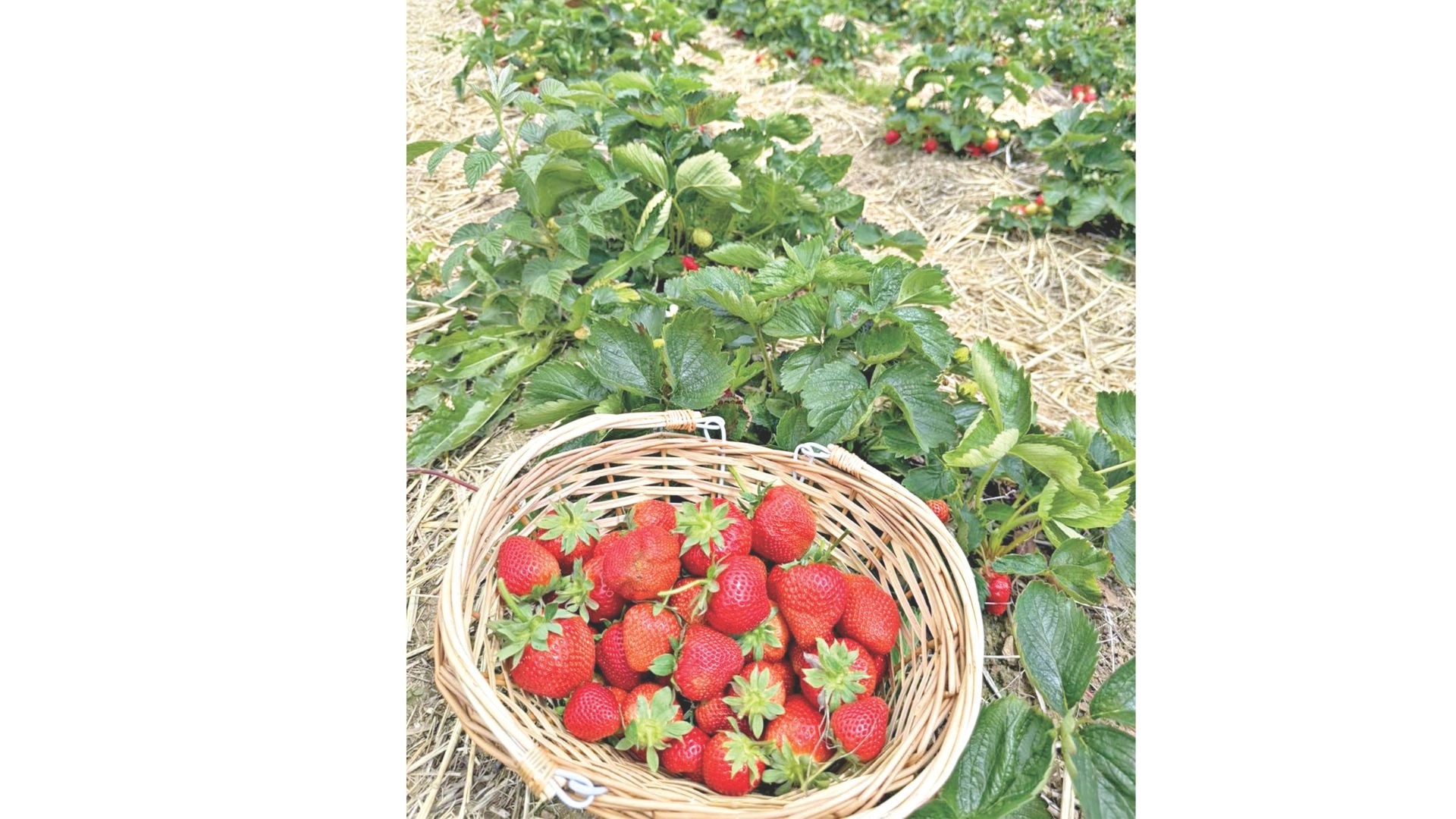 স্ট্রবেরি চাষ পদ্ধতি