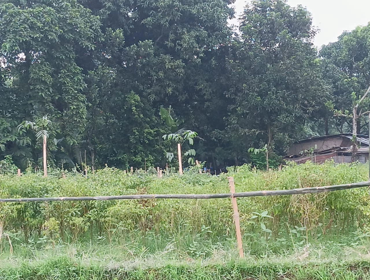 ফসল নষ্ট করে জমি দখলের অভিযোগ