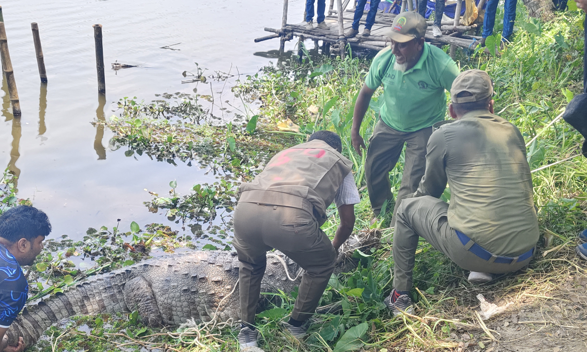 খান জাহান আলী (রহ.) মাজারের দিঘির কুমিরকে ধরে অন্যত্র নেওয়া হচ্ছে 