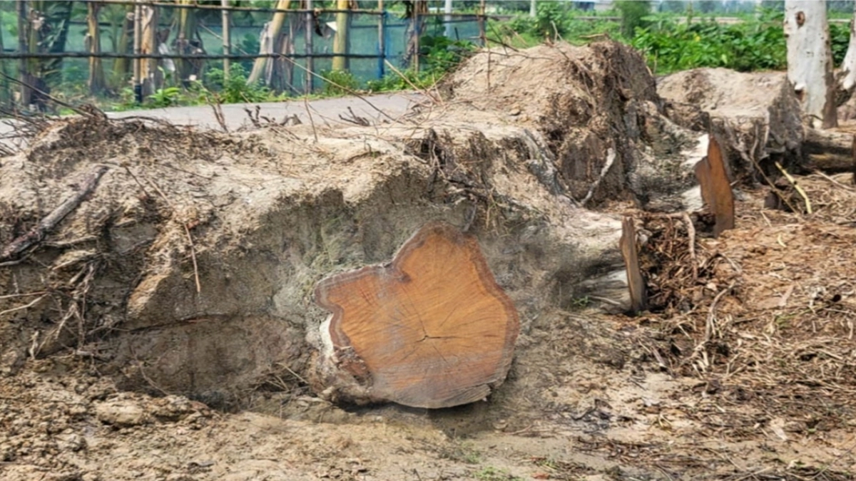 ছবি- রূপালী বাংলাদেশ