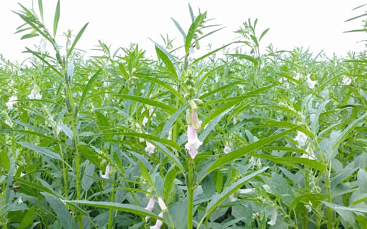 ছবি- রূপালী বাংলাদেশ