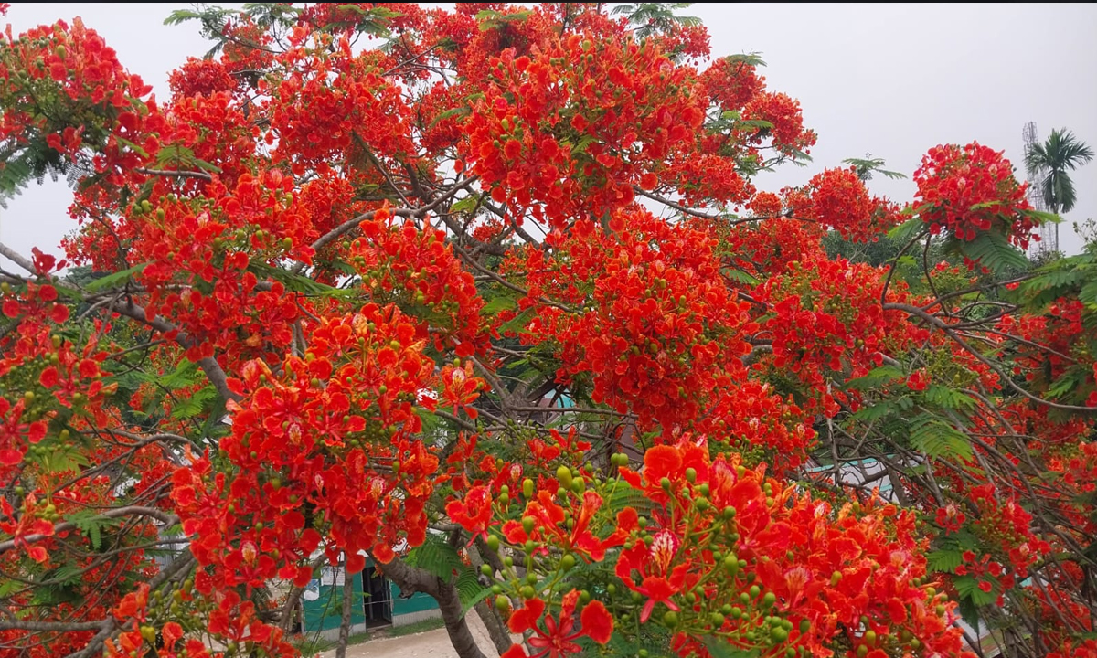 কৃষ্ণচূড়ার আগুন লাগা রঙে সেজেছে গৌরীপুর  