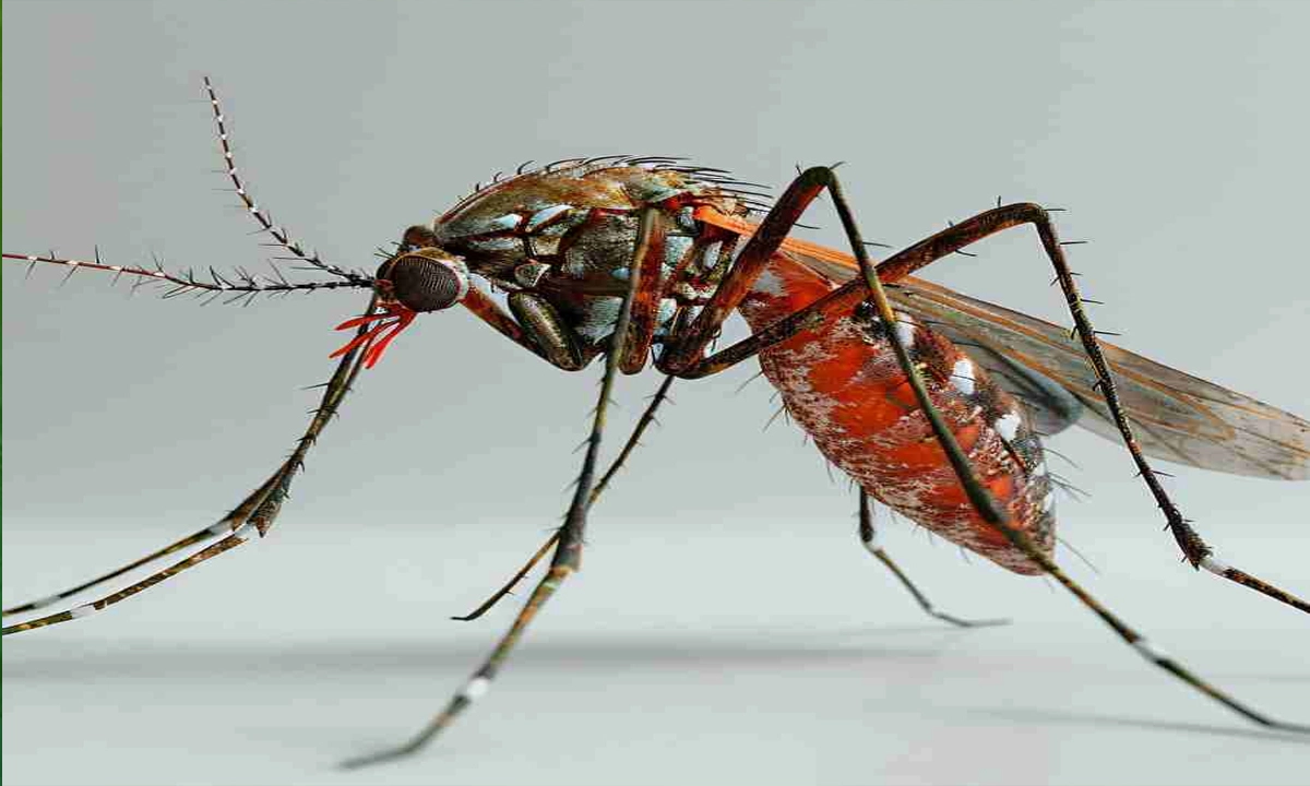 ছবি : সংগৃহীত