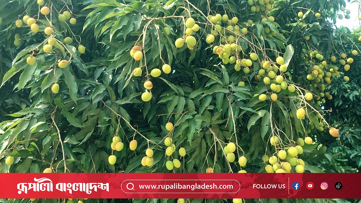 Porno jinsiy aloqa onlayn birodar sikildi singlisi uning dosti tomosha