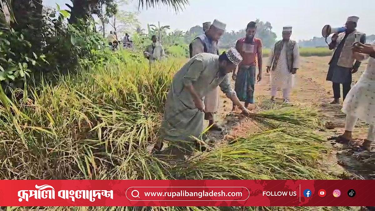 ভোট চাইতে গিয়ে কৃষকের ধান কেটে দিলেন মুফতি আমির হামজা