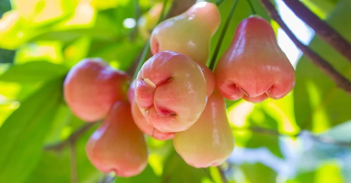 ছবি সংগৃহীত